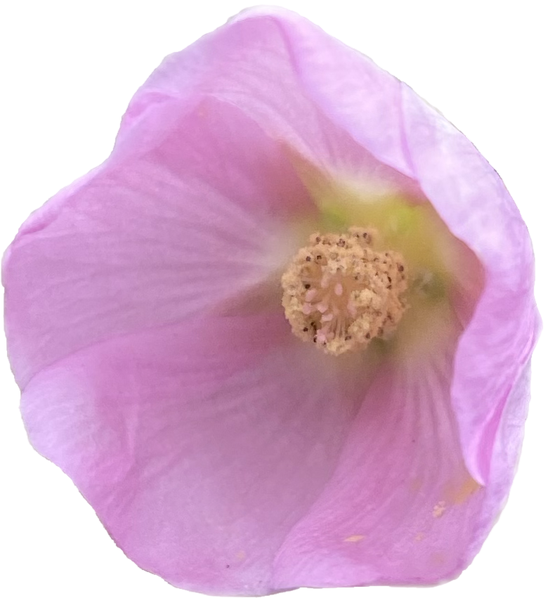 Close-up of a pink flower