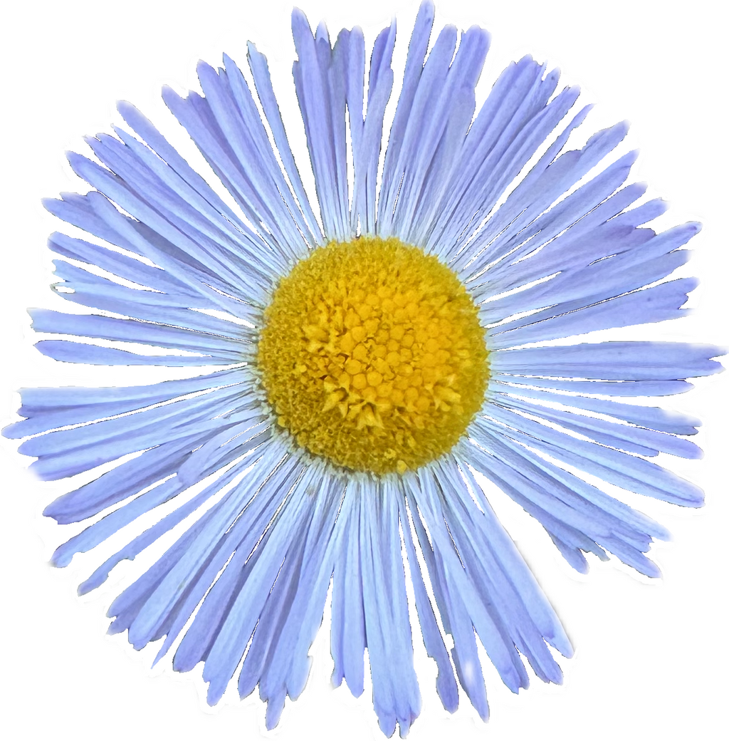 Diffuse Daisy | Erigeron divergens seeds