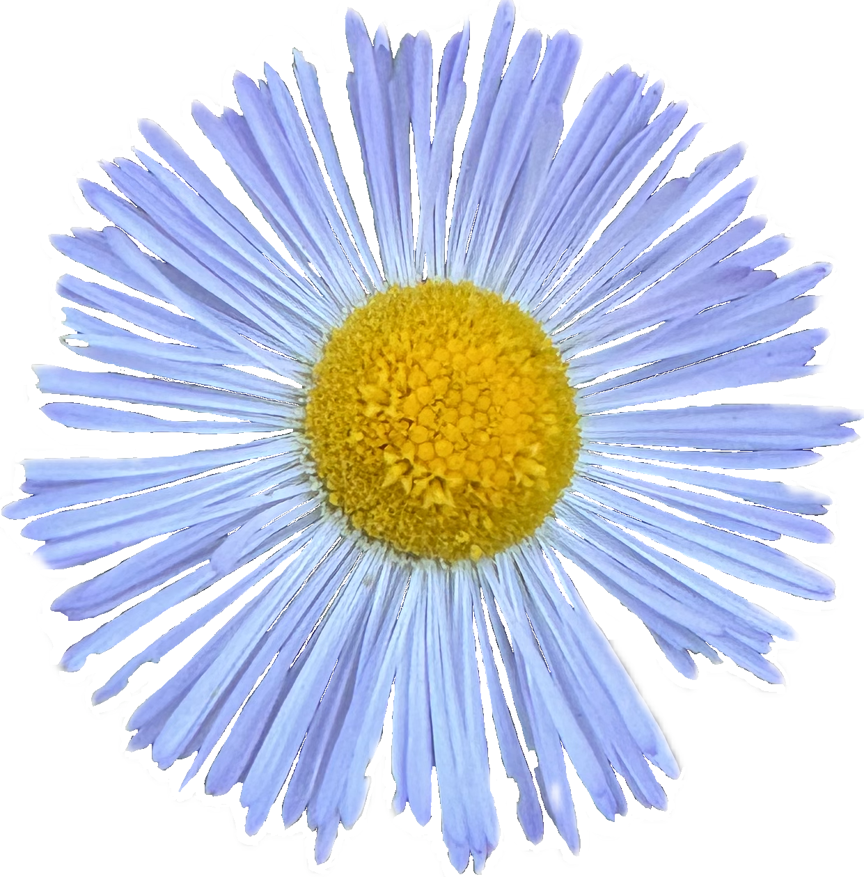 Diffuse Daisy | Erigeron divergens seeds