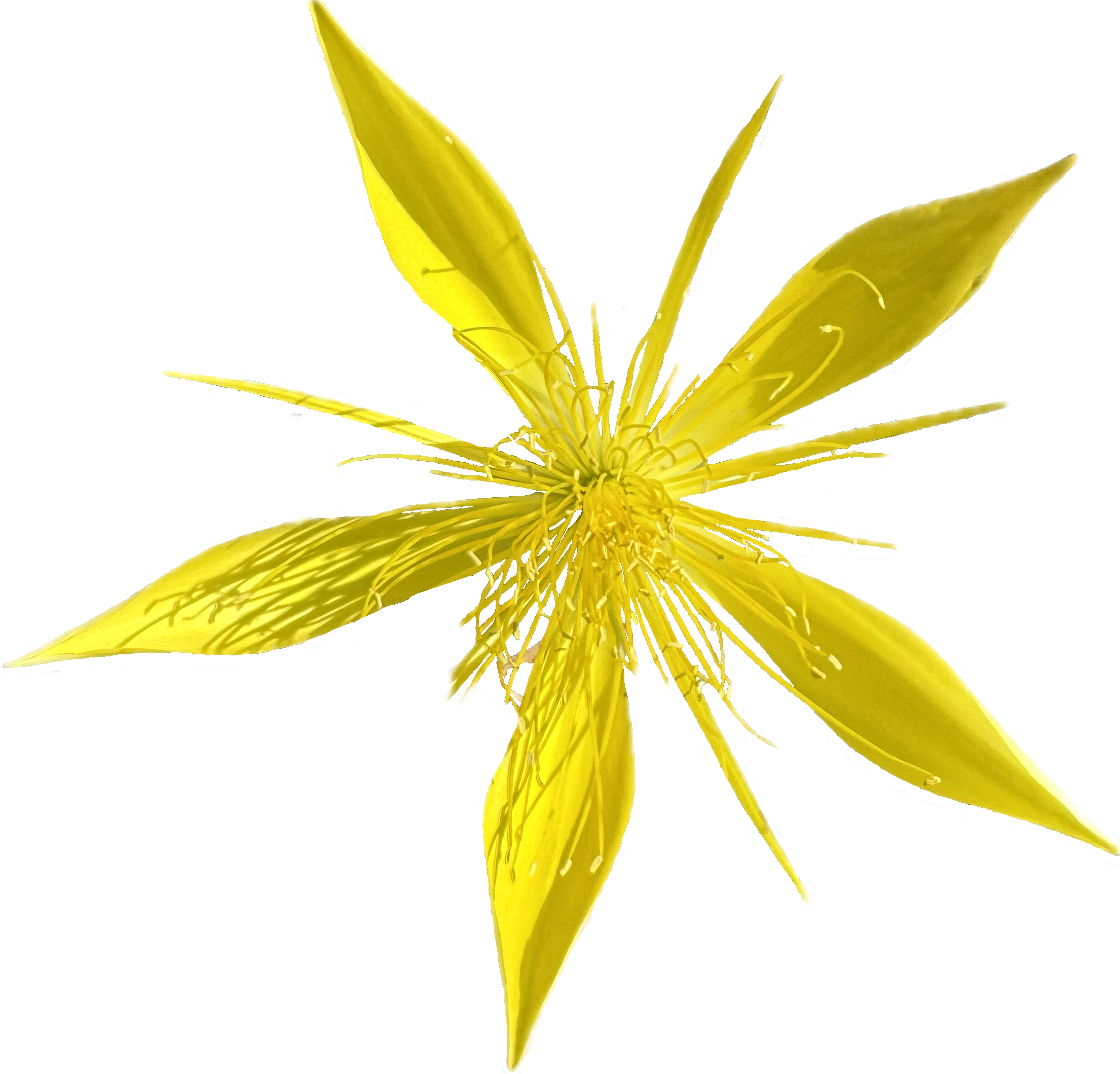 Giant Blazingstar | Mentzelia Laevicaulis Seeds