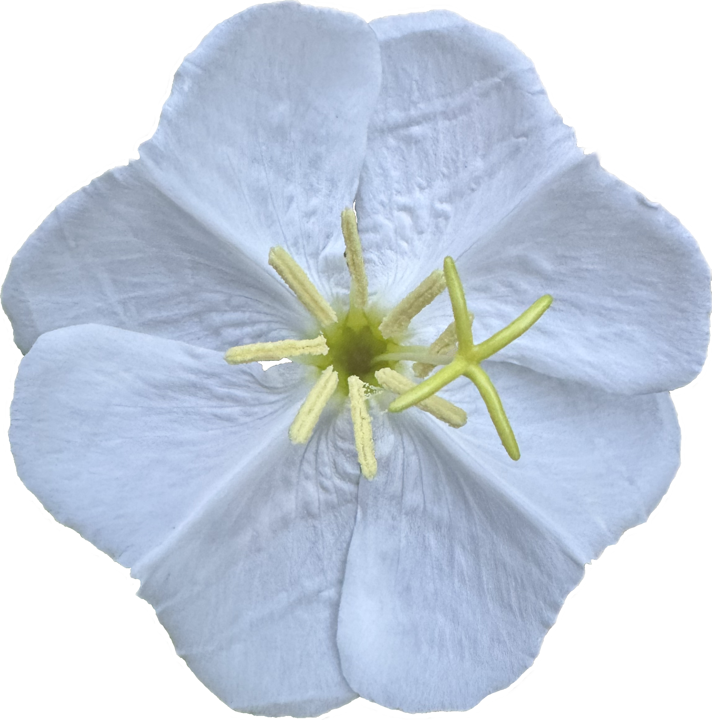 Fragrant Evening Primrose | Oenothera cespitosa seeds