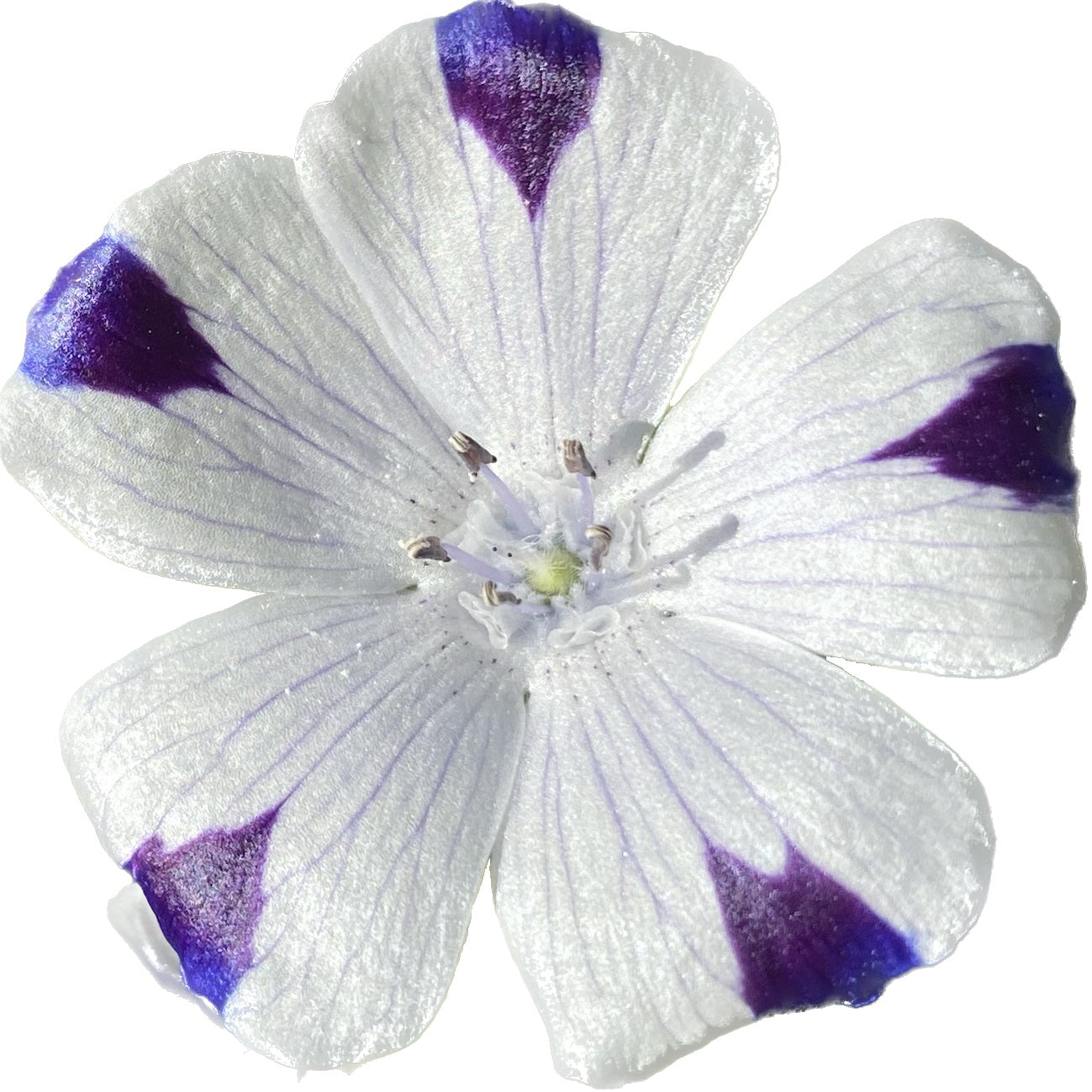 Fivespot | Nemophila maculata seeds