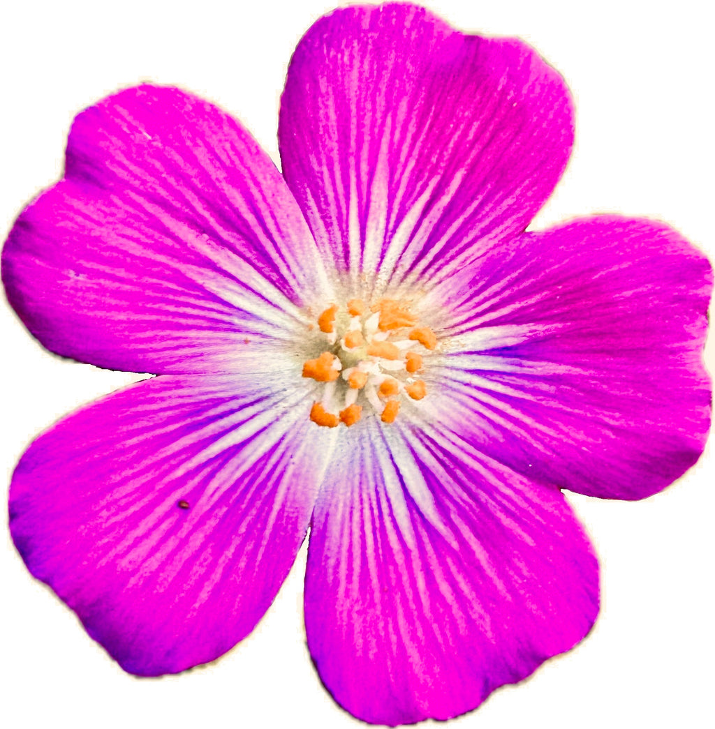 Red Maids | Calandrinia menziesii