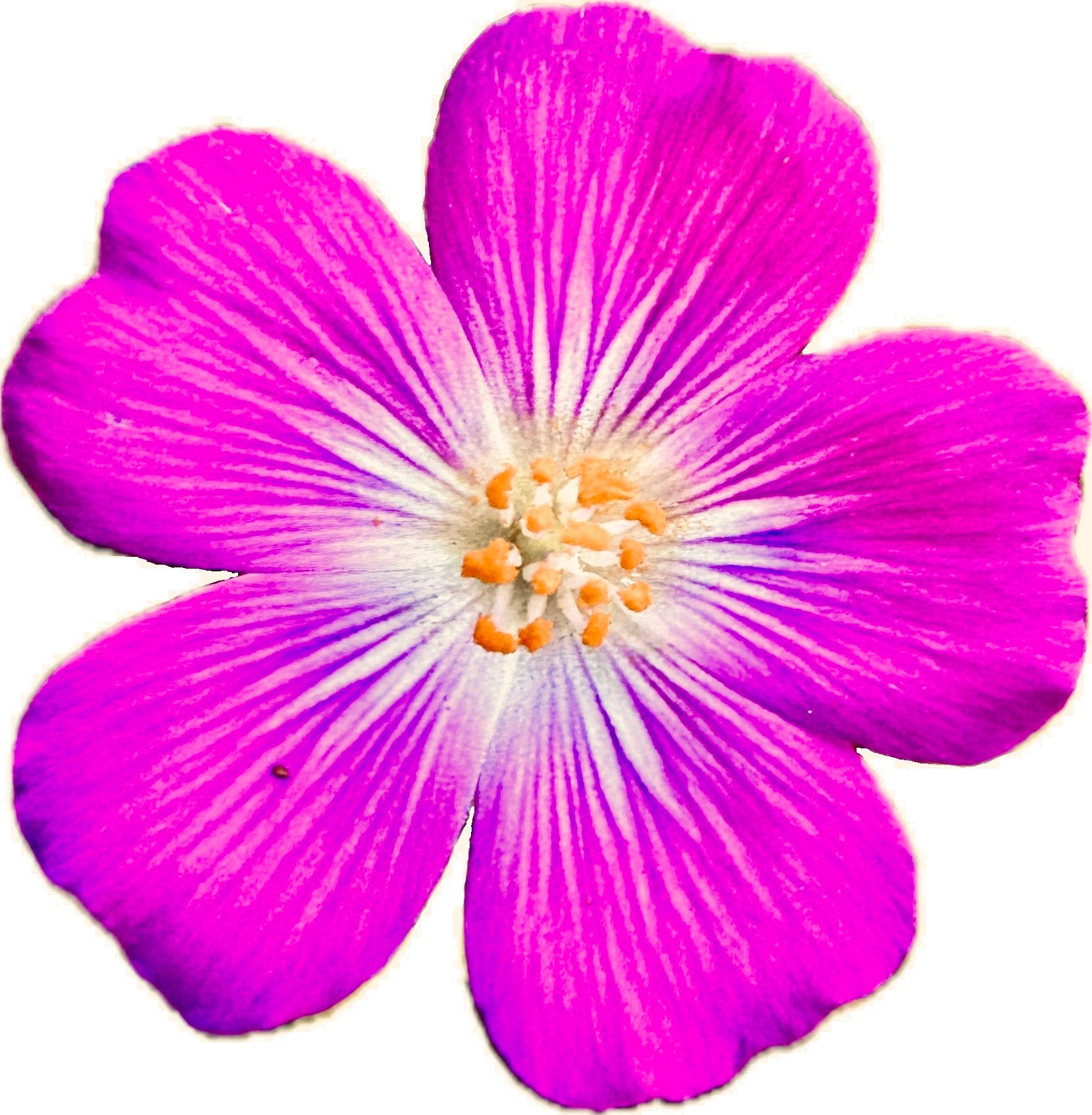 Red Maids | Calandrinia menziesii