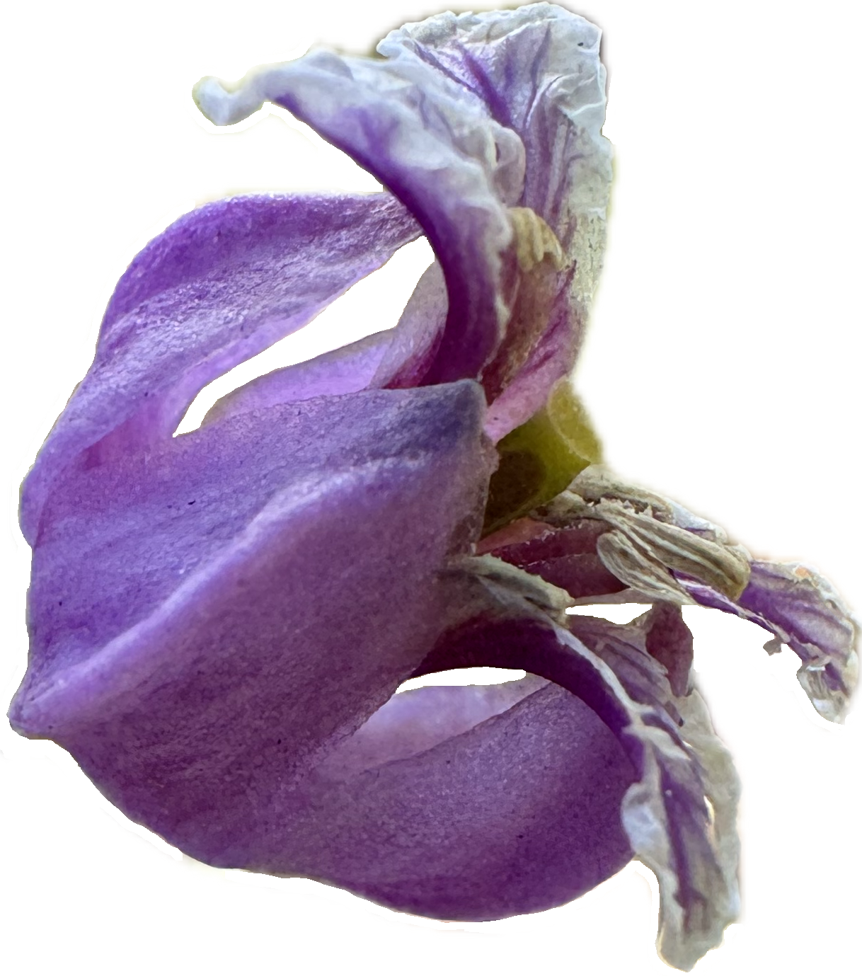 Most Beautiful Jewelflower | Streptanthus glandulosus ssp. glandulosus