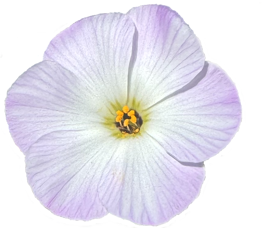 Largeflower Linanthus | Leptosiphon grandiflorus seeds