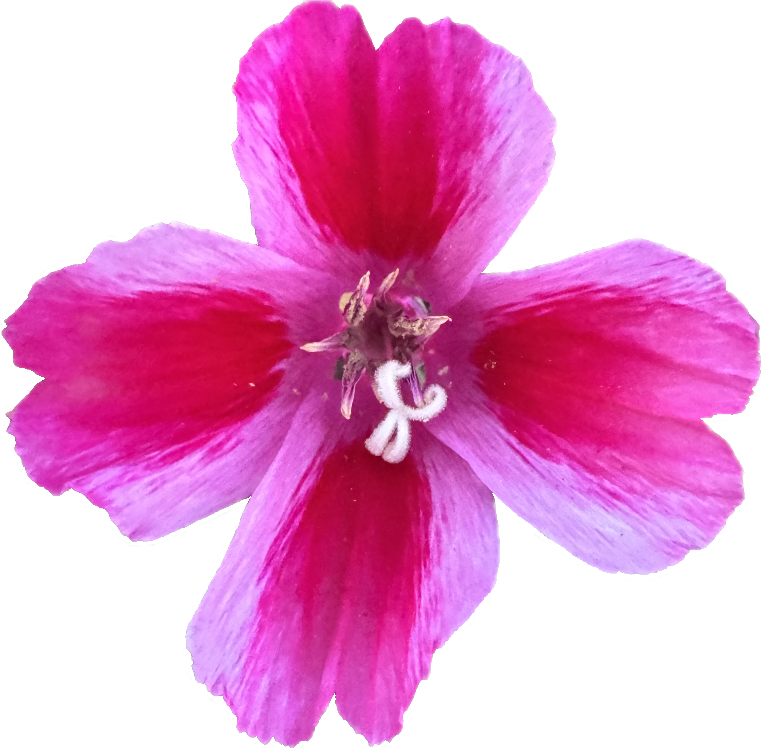 Clarkia Mix | Clarkia ssp. seeds