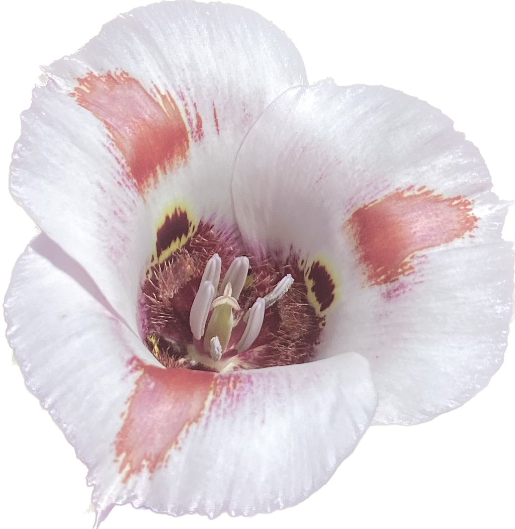Butterfly Mariposa Lily | Calochortus Venustus - Seeds