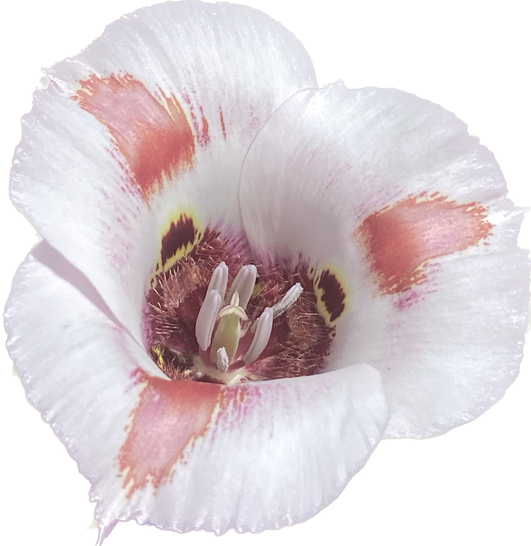 Butterfly Mariposa Lily | Calochortus Venustus - Seeds
