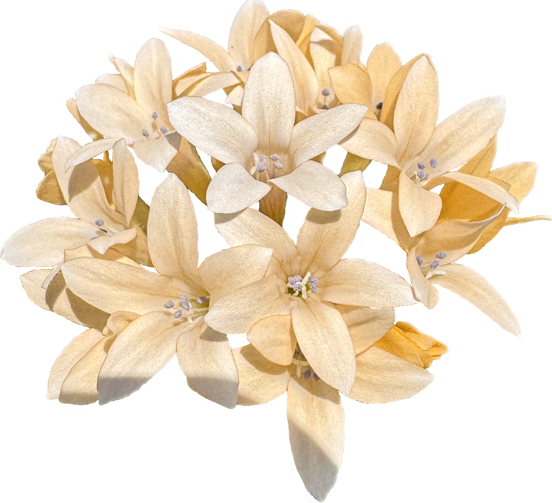 Grand Collomia | Collomia grandiflora seeds