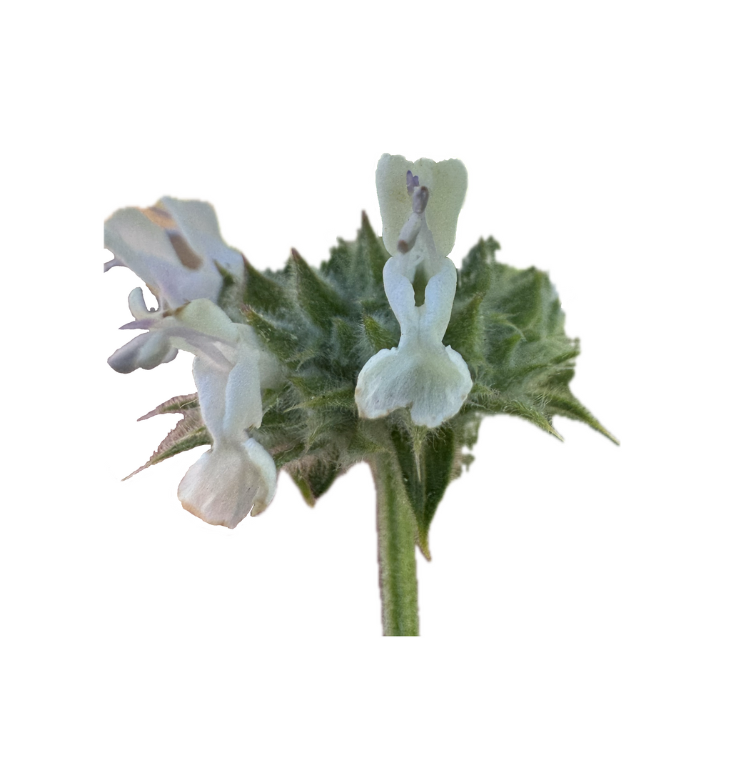 Black Sage | Salvia mellifera seeds