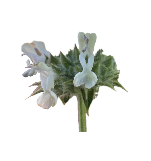 Black Sage | Salvia mellifera seeds