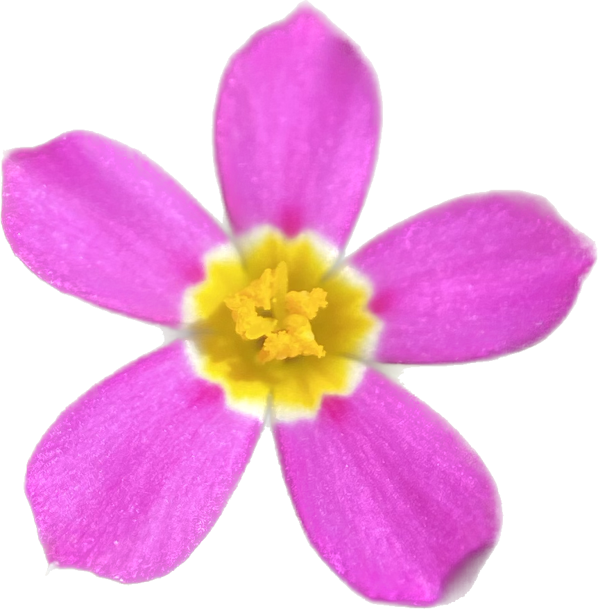 Whisker Brush seeds | Leptosiphon ciliatus