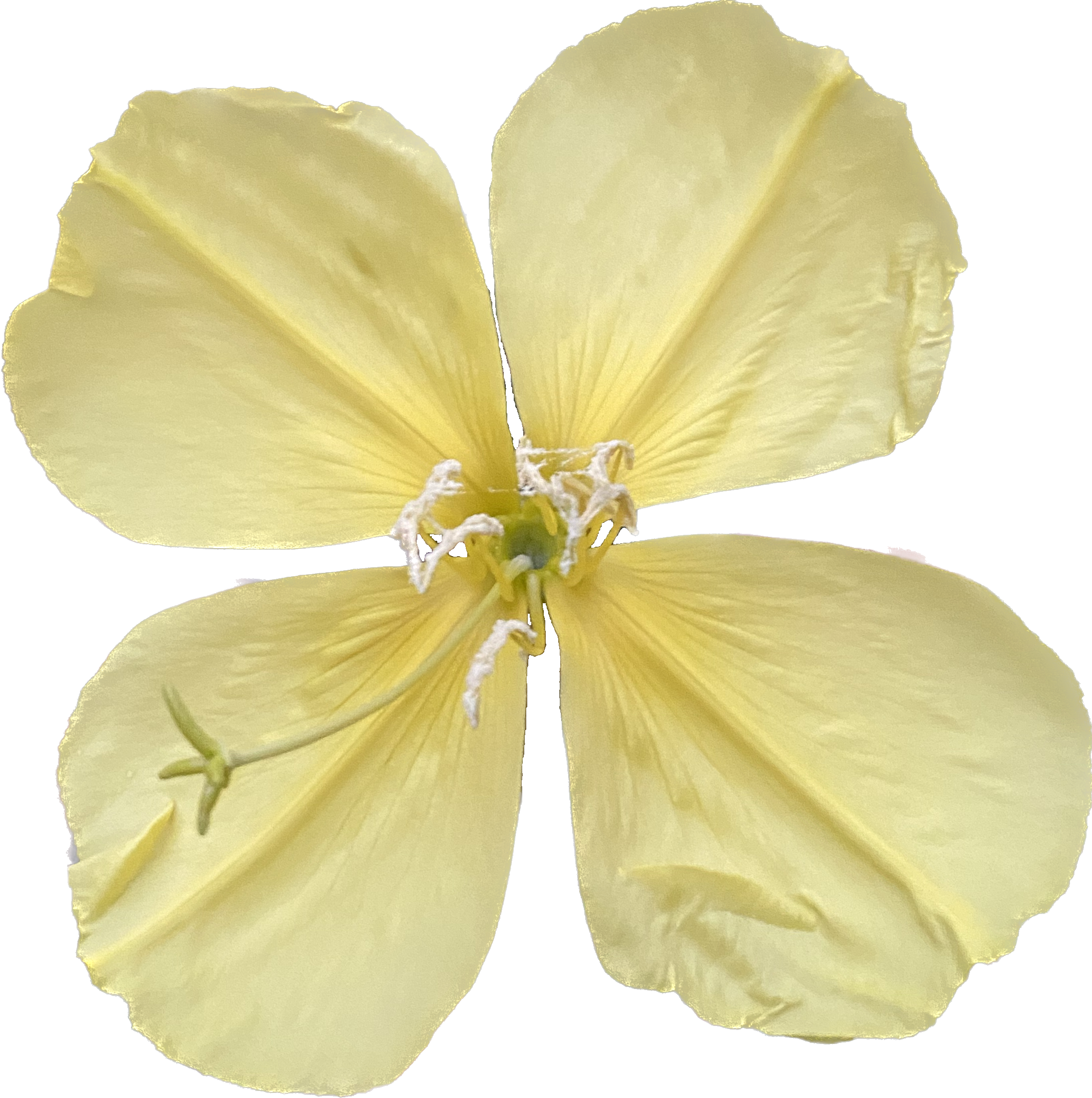 Hooker's Evening Primrose | Oenothera elata seeds