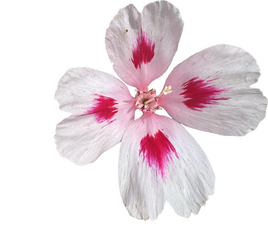 Clarkia Mix | Clarkia ssp. seeds