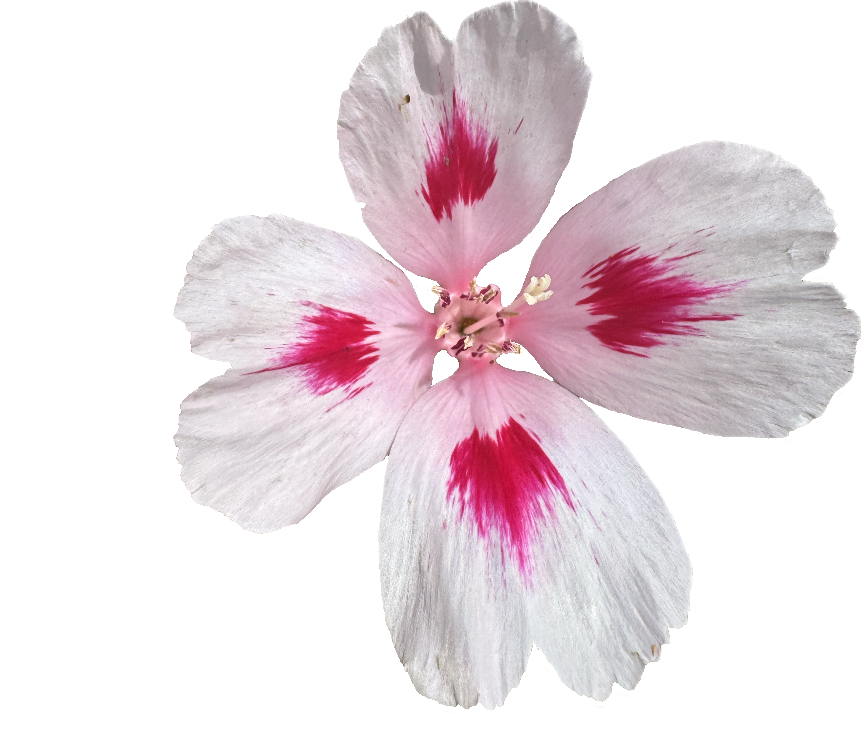 Clarkia Mix | Clarkia ssp. seeds