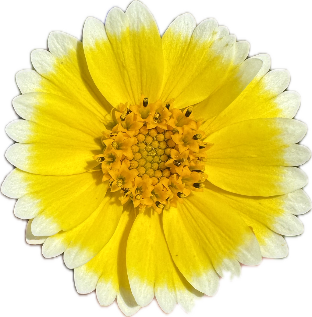 Common Tidy Tips | Layia platyglossa seeds
