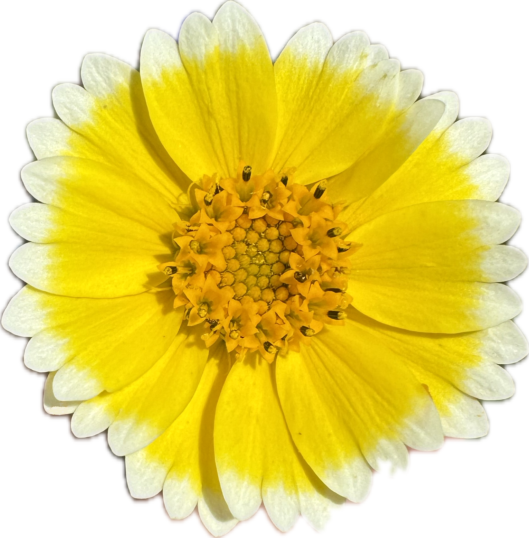 Common Tidy Tips | Layia platyglossa seeds