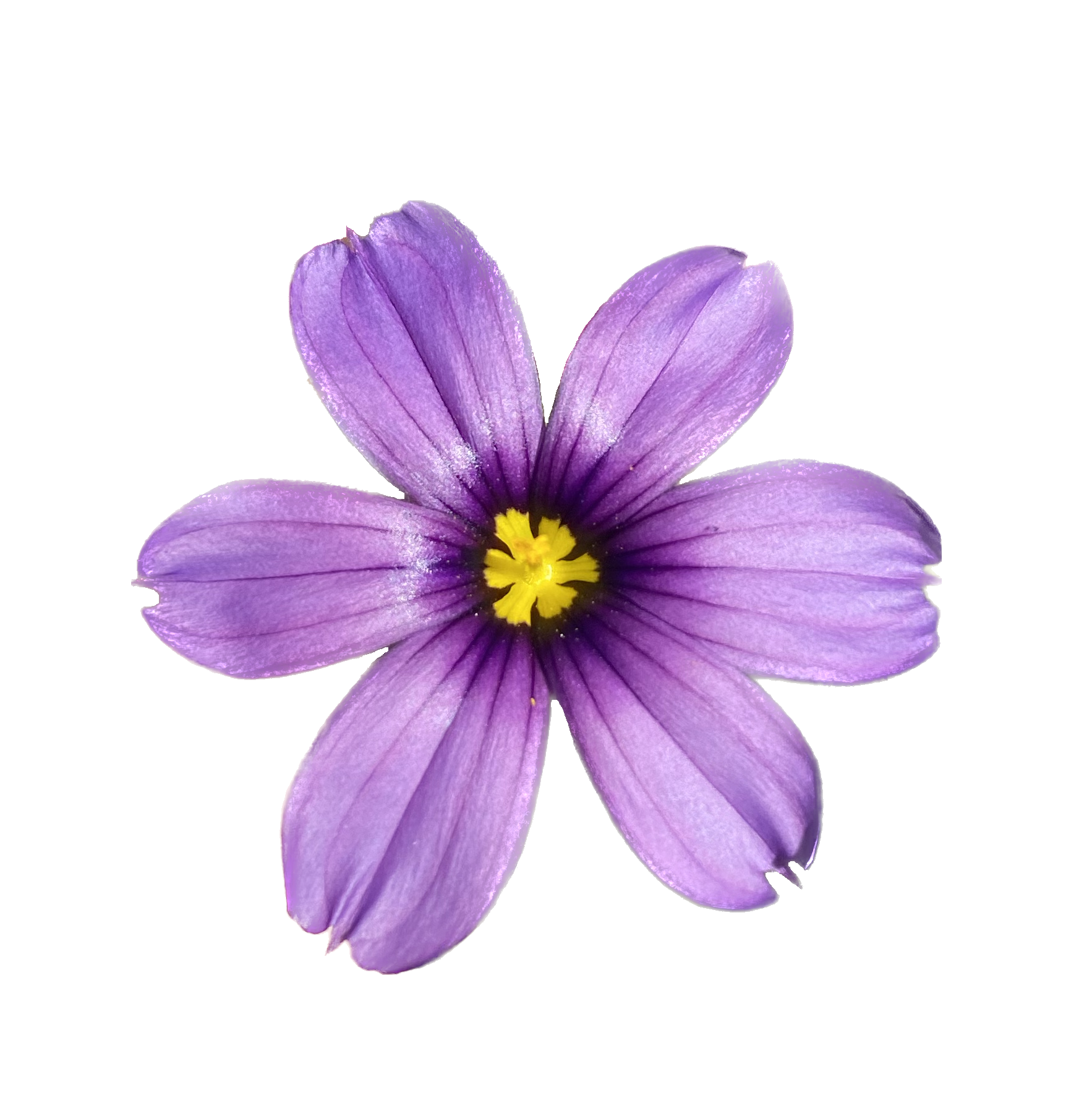 North Coast Blue-eyed Grass | Sisyrinchium bellum 'North Coast' seeds