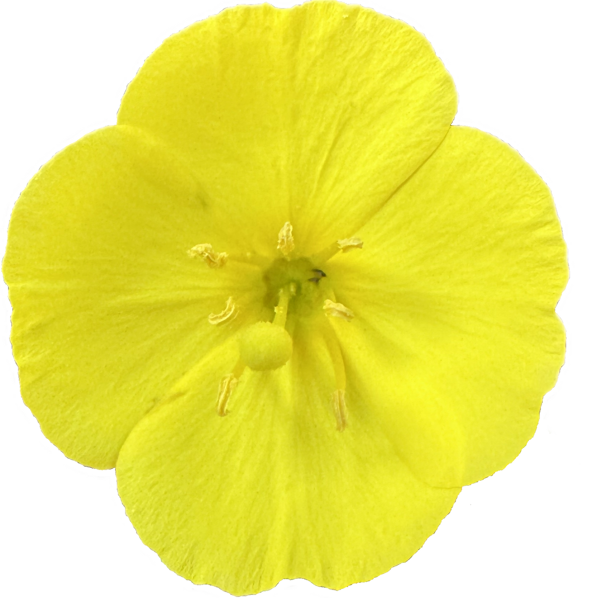 Beach Evening Primrose |  Camissoniopsis cheiranthifolia ssp. cheiranthifolia seeds
