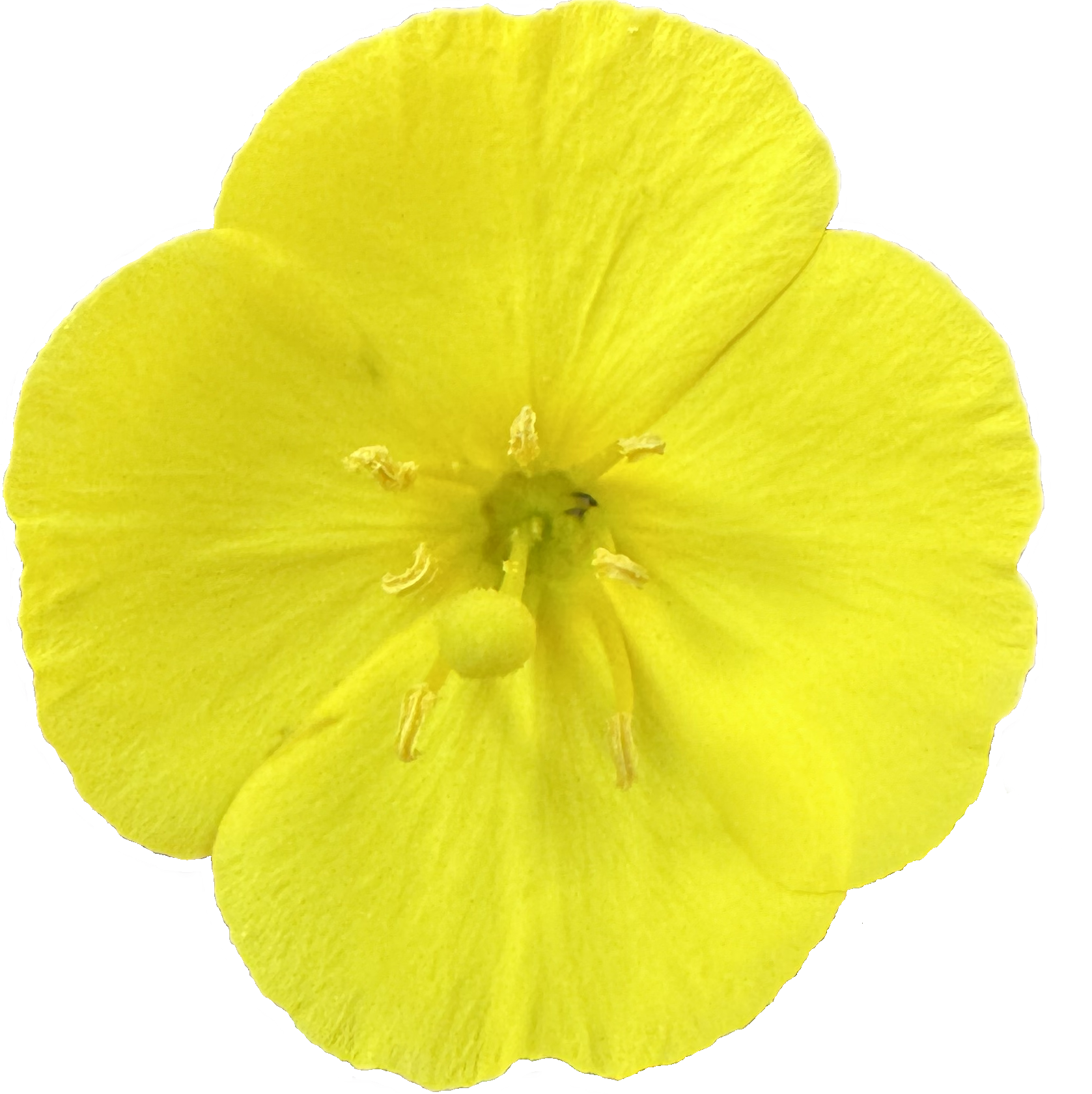 Beach Evening Primrose |  Camissoniopsis cheiranthifolia ssp. cheiranthifolia seeds