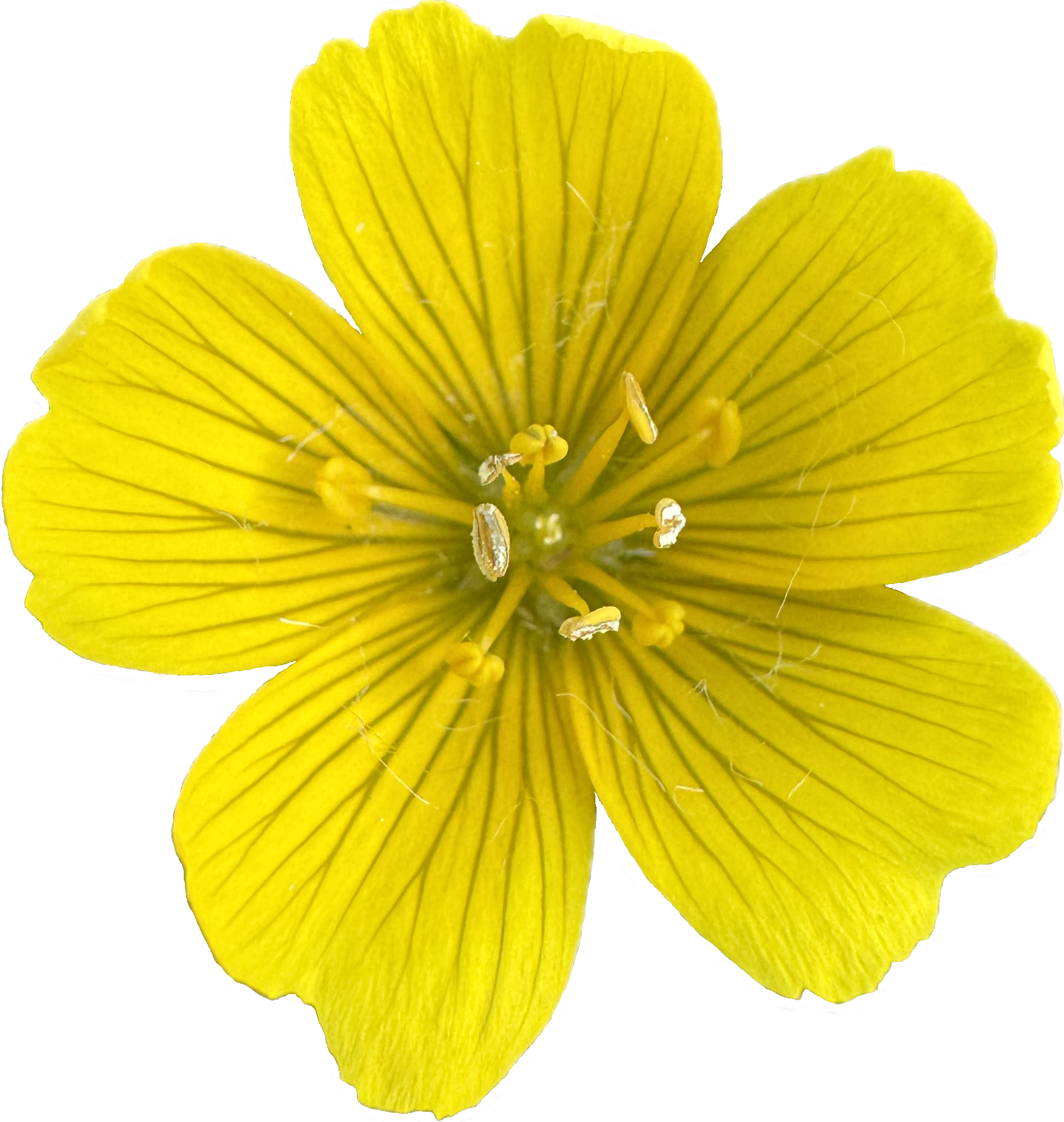 Point Reyes Meadowfoam | Limnanthes douglasii ssp. sulphurea