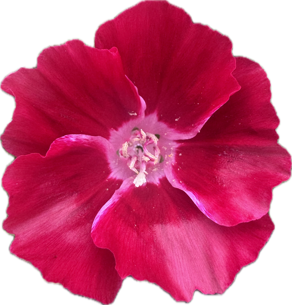 Scarlet Clarkia | Clarkia amoena 'Scarlet'