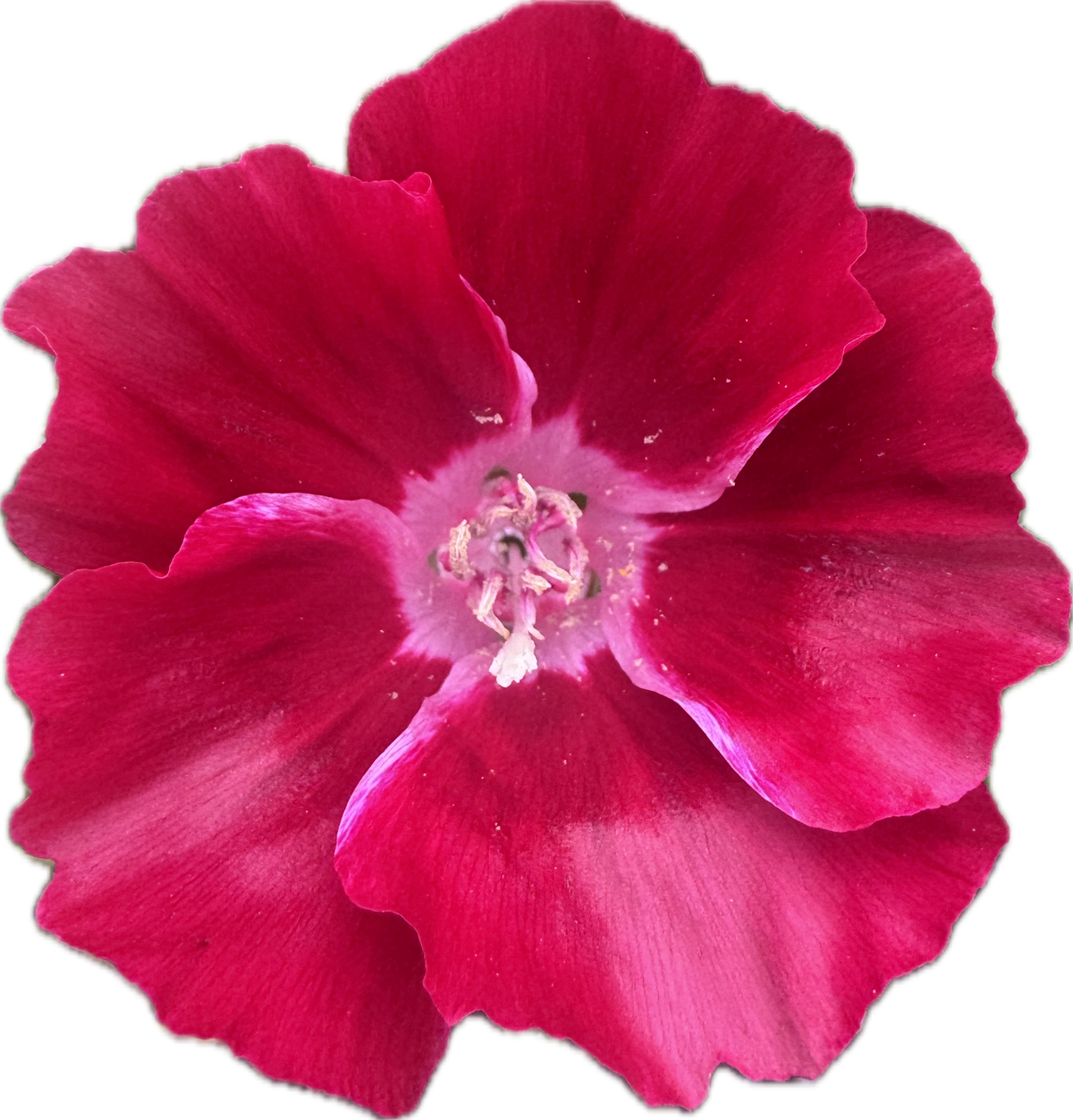 Scarlet Clarkia | Clarkia amoena 'Scarlet'