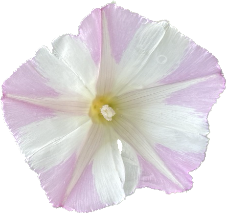 Western Chaparral Morning Glory | Calystegia occidentalis