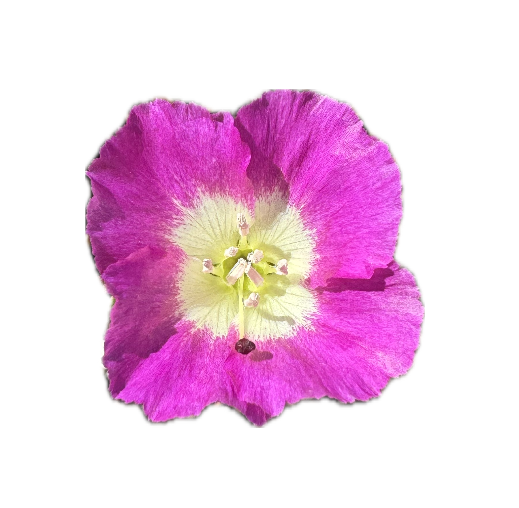 Clarkia Pismo | Clarkia speciosa ssp. immaculata seeds