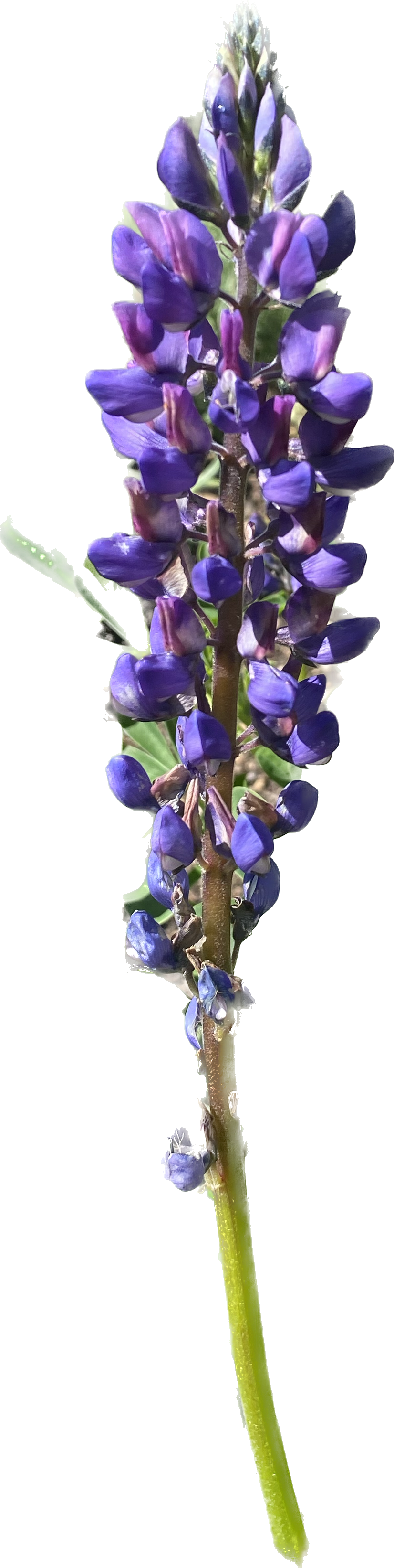 Arroyo Lupine | Lupinus succulentus seeds