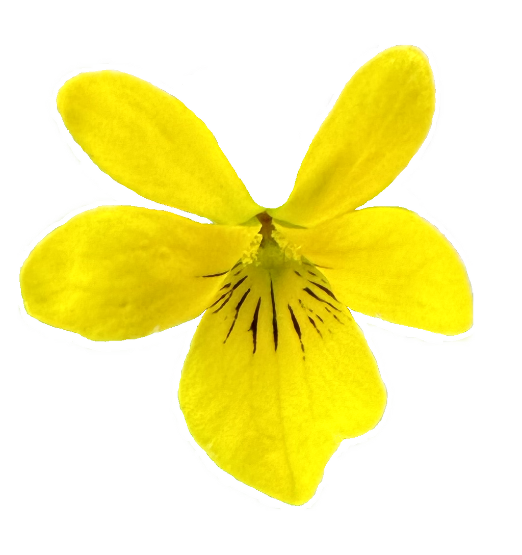 Stream Violet | Viola glabella