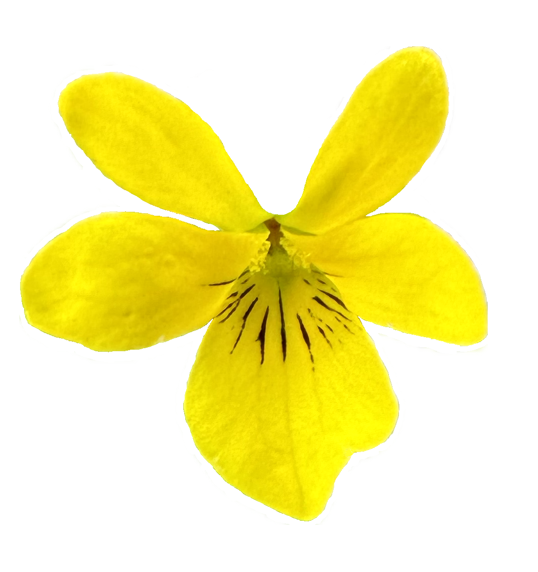 Stream Violet | Viola glabella