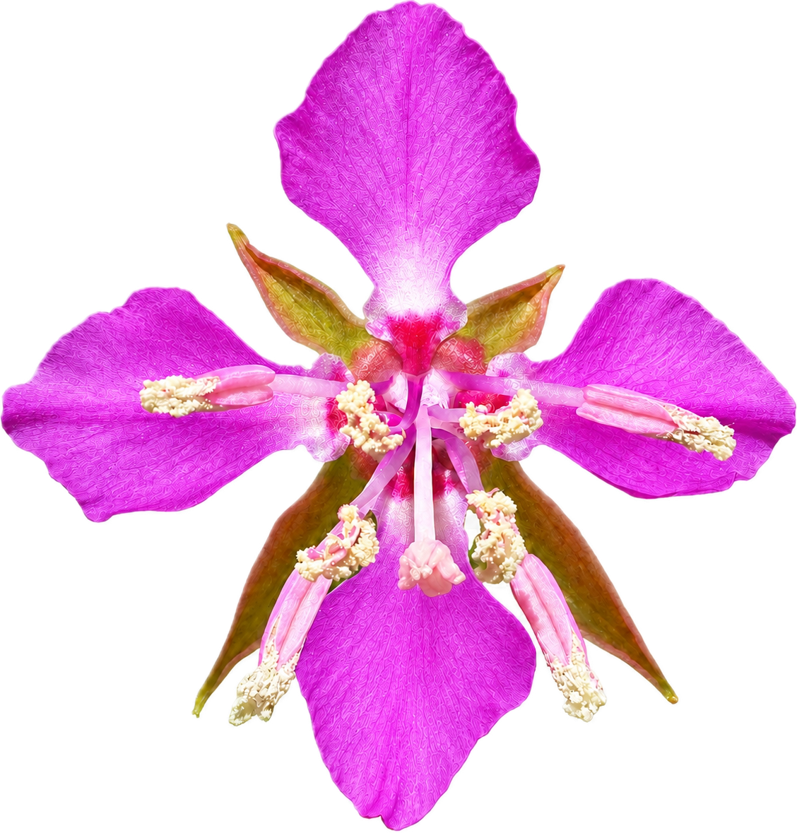 Diamond Clarkia | Clarkia rhomboidea