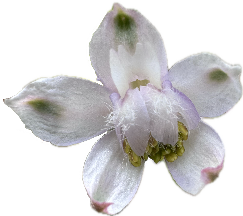 Hansen’s Larkspur | Delphinium hansenii seeds
