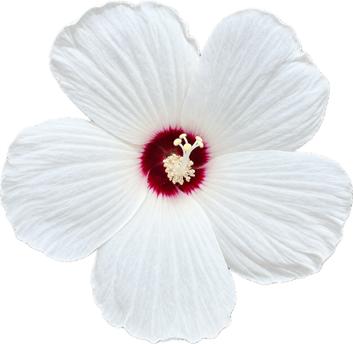 Rose Mallow | Hibiscus lasiocarpos var. occidentalis