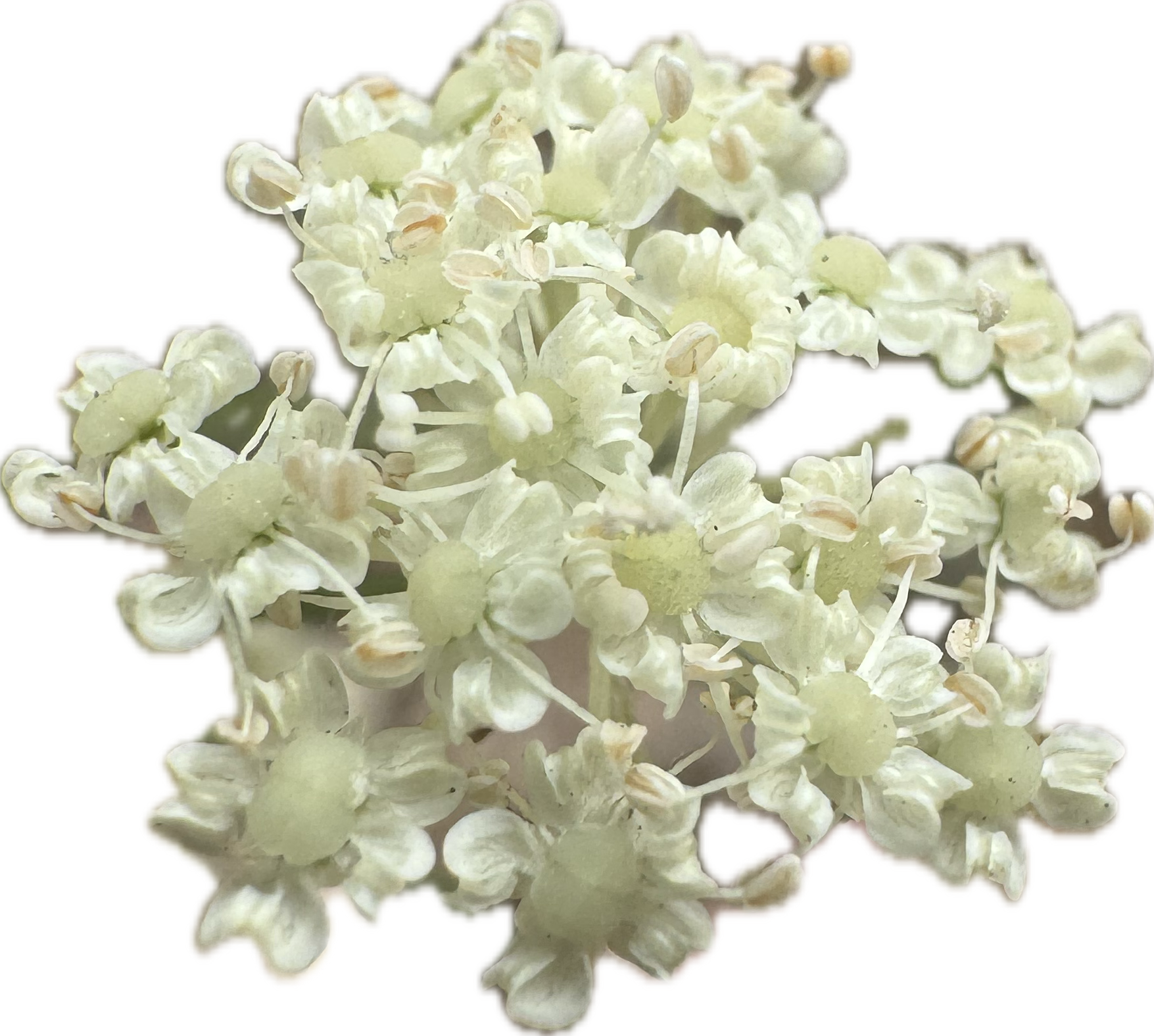 Kellog's Yampah | Perideridia kelloggii seeds