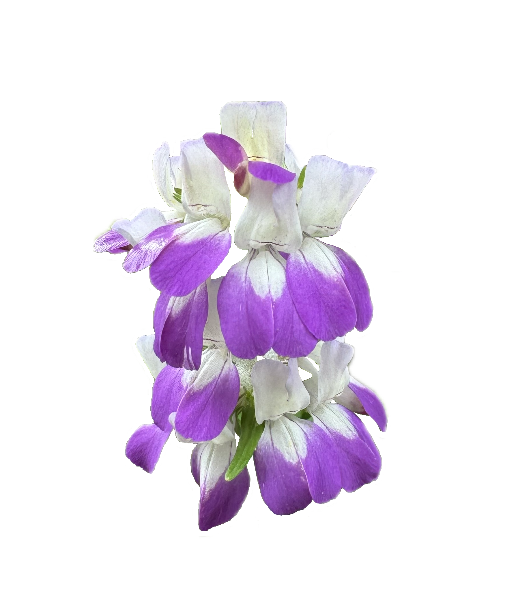 Innocence | Purple Chinese Houses | Collinsia heterophylla seeds