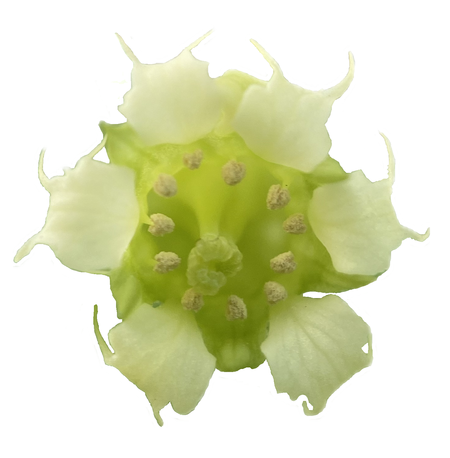 Fringe Cups | Tellima grandiflora