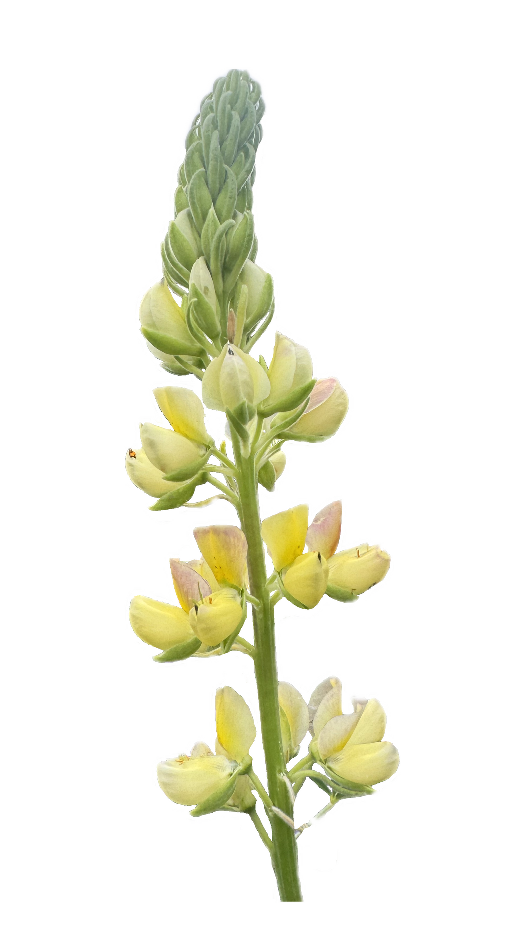 Coastal Bush Lupine | Lupinus arboreus