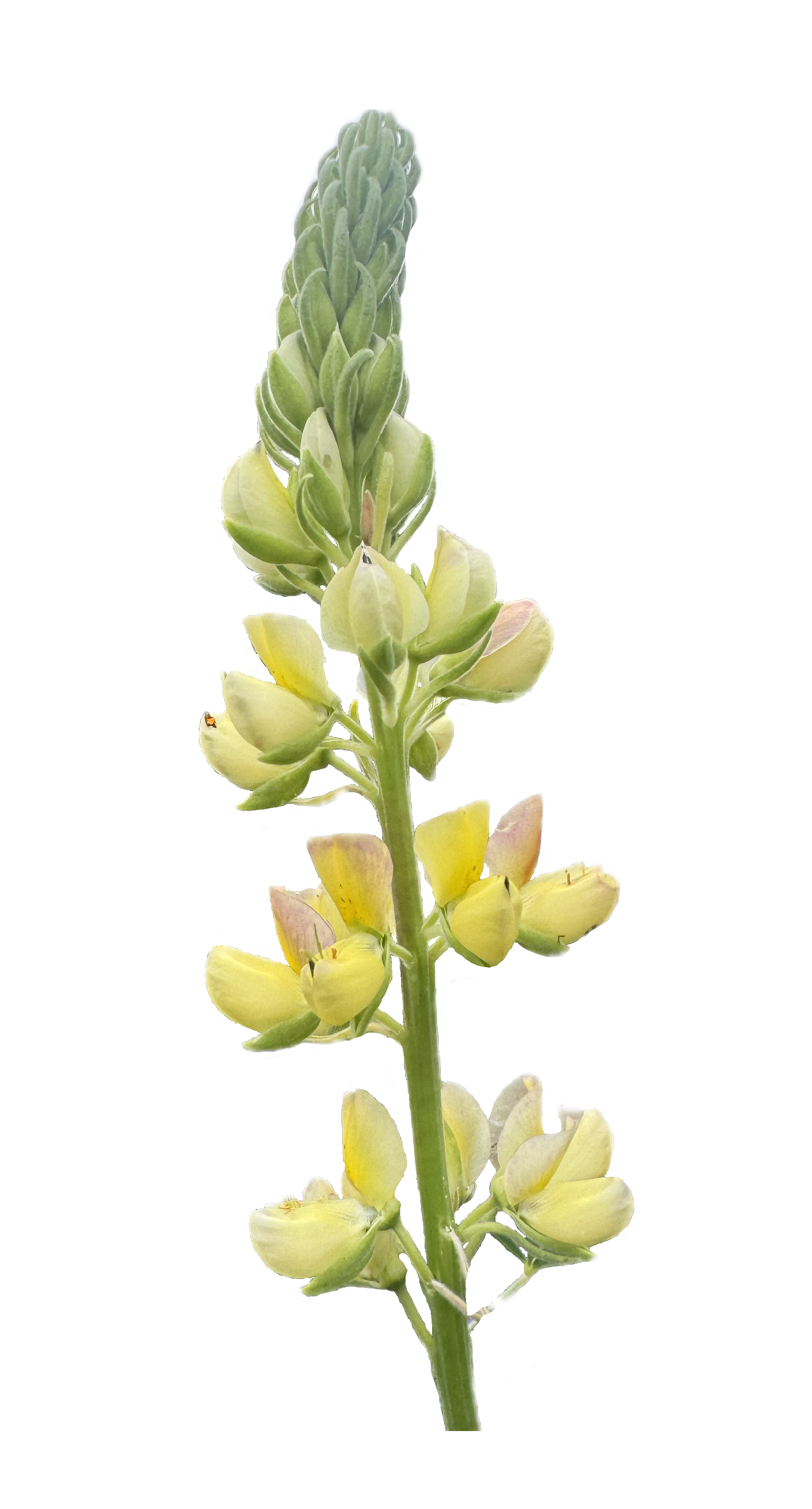 Coastal Bush Lupine | Lupinus arboreus