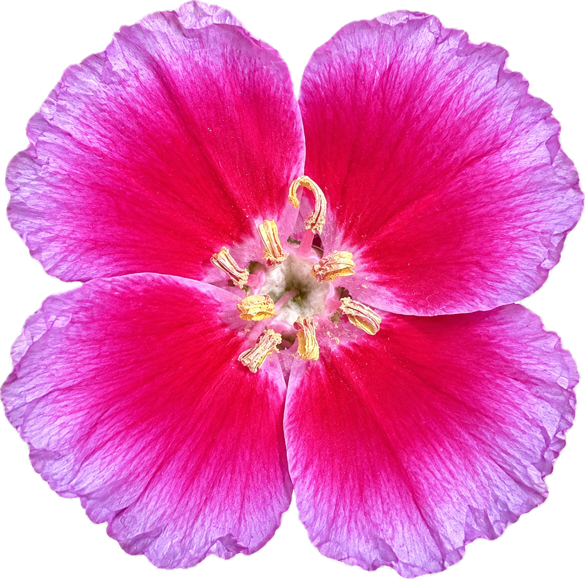 Clarkia Shamini | Clarkia rubicunda 'Shamini