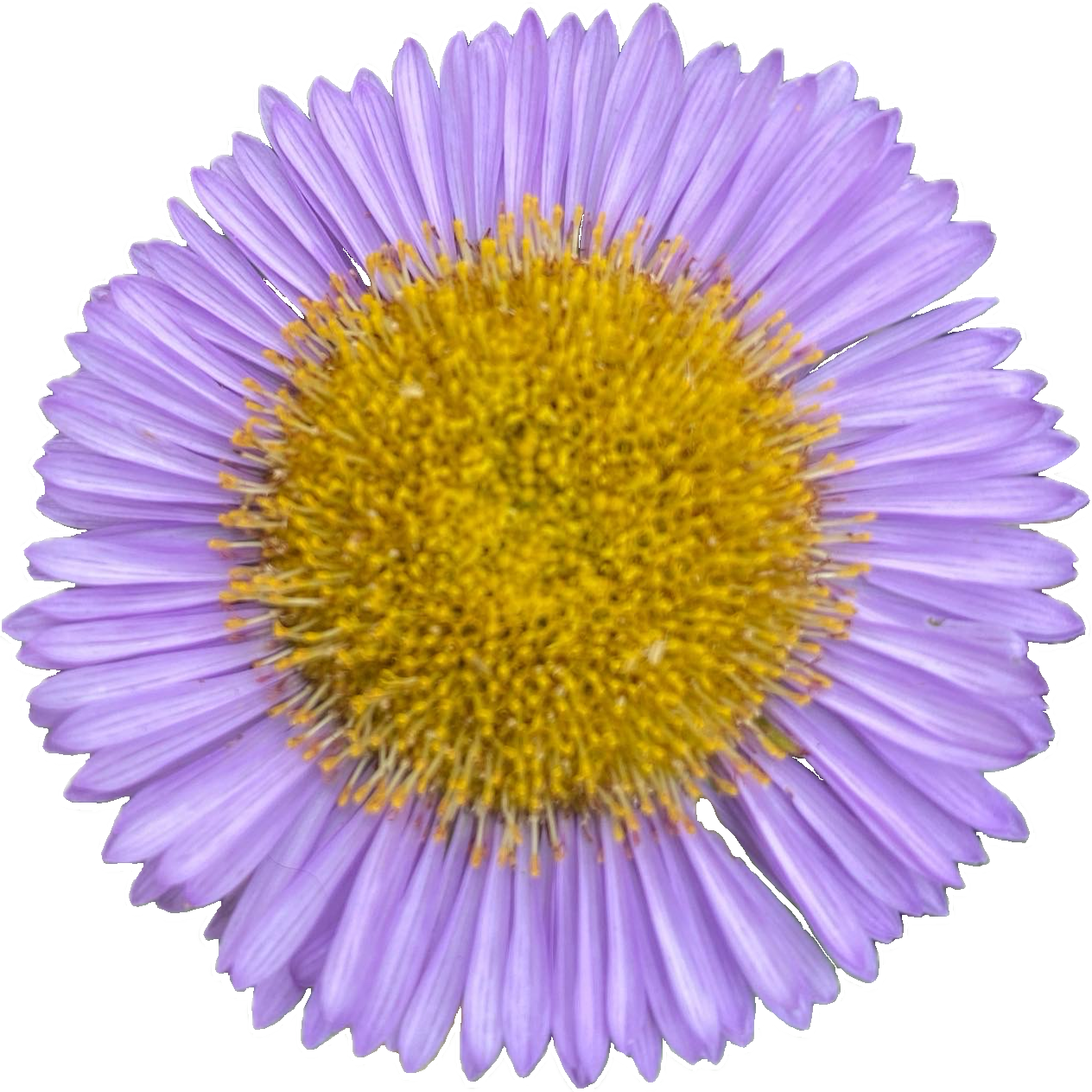 Seaside Daisy | Erigeron glaucus seeds