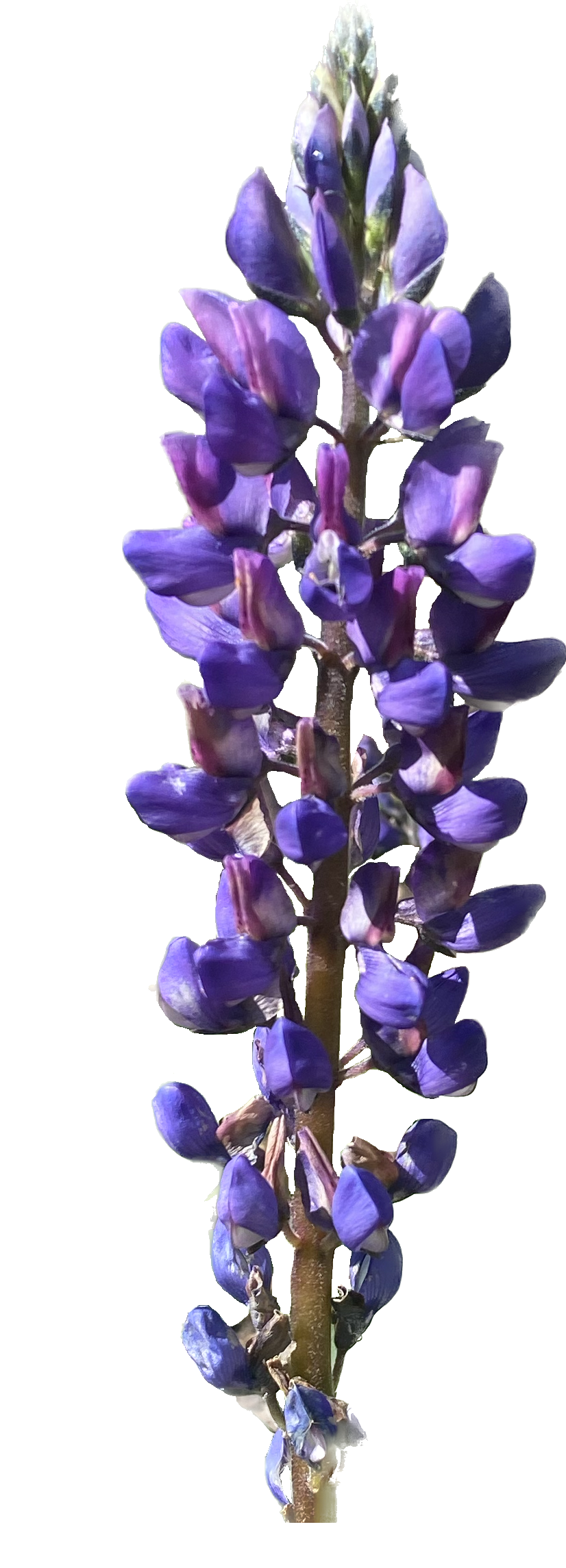 Arroyo Lupine | Lupinus succulentus
