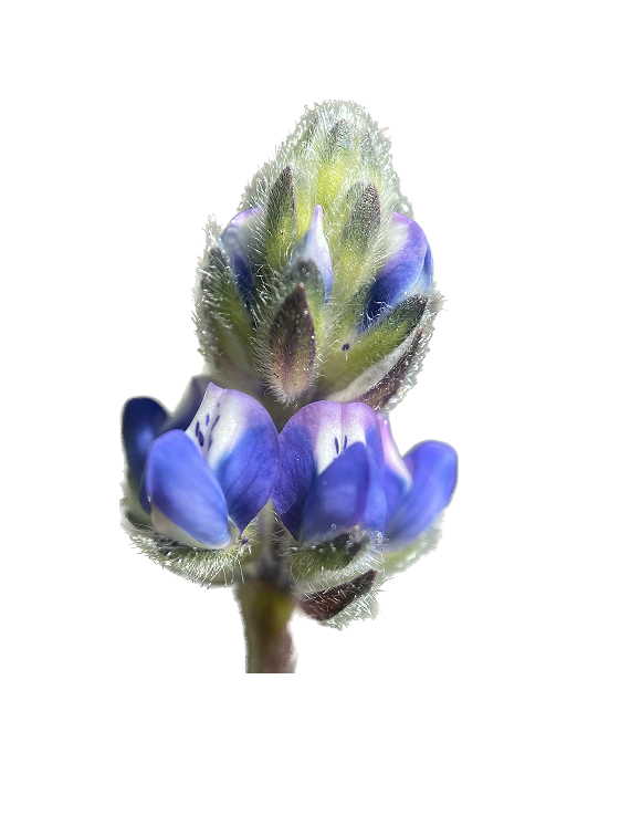 Miniature Lupine | Lupinus bicolor seeds