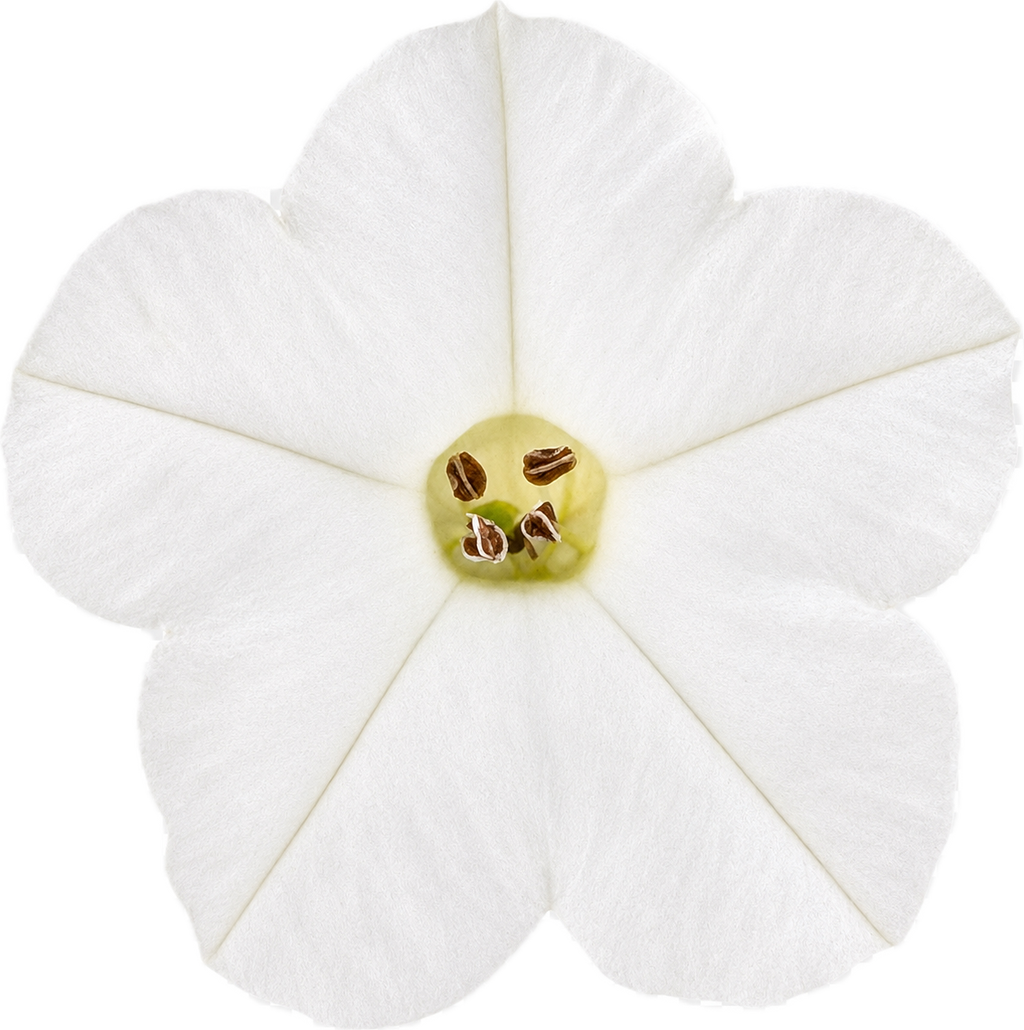Coyote Tobacco | Nicotiana attenuata seeds