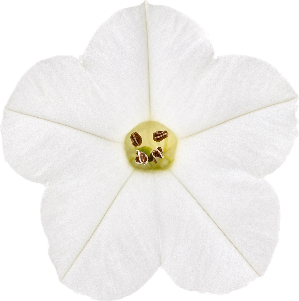 Coyote Tobacco | Nicotiana attenuata seeds