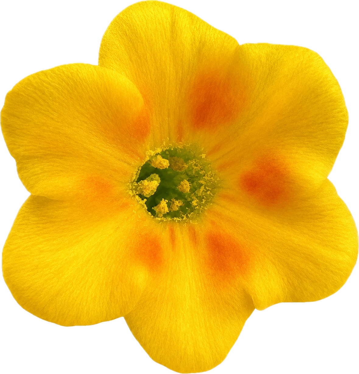 Menzies' Fiddleneck | Amsinckia menziesii seeds