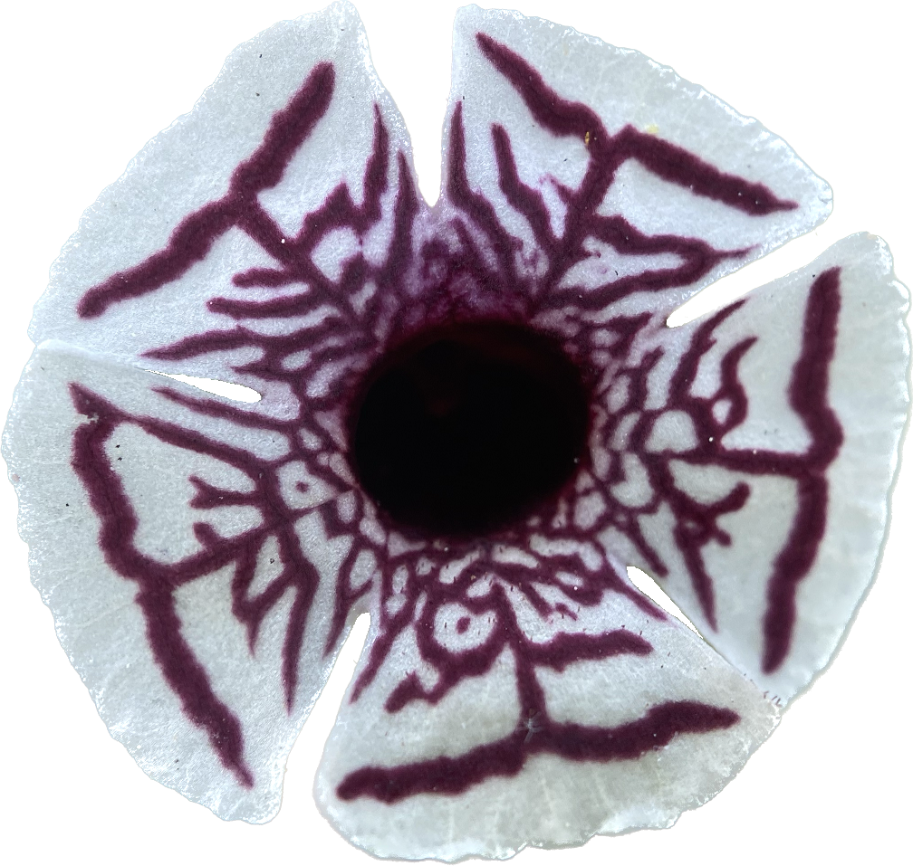 Calico Monkeyflower