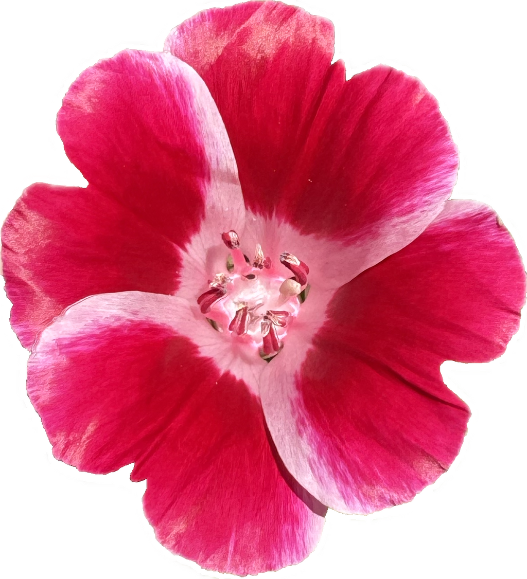 Clarkia Mix | Clarkia ssp. seeds